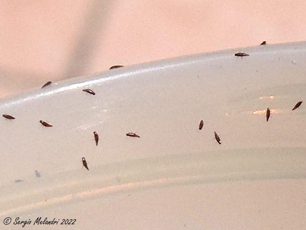 Euzonitis quadrimaculata - uova e triungulini